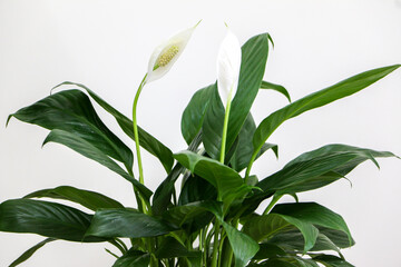 Close up of the green leaves, stems and white flowers of a blossoming Peace Lily indoor houseplant (also known as Spathiphyllum wallisii, White Sails, Spathe Flower)