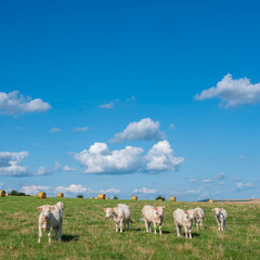 white cows in meadow under blue sky with clouds in champagne-ardenne
