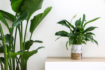 Peace Lily indoor houseplant (otherwise known as Spathiphyllum wallisii, White Sails, Spathe Flower) and a Giant White Bird of Paradise Plant (Strelitzia nicolai) decorating healthy home interior
