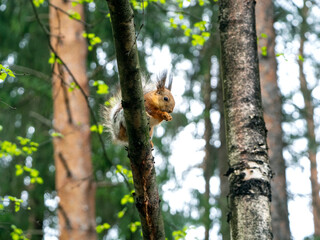 A squirrel on a tilted tree trunk in the spring forest. The squirrel is eating. Spring forest background with cute squirrel.