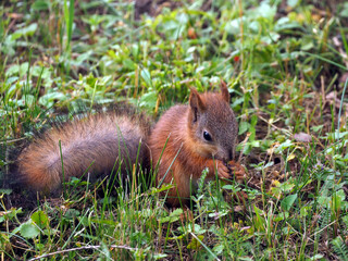 A cute little squirrel sits on the grass and eats something. The baby squirrel's tail is beautiful and fluffy. Close-up.