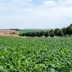 beet field in landscape of northern france near st quentin in picardie
