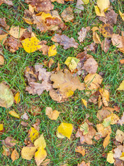 Orange, brown and yellow fallen oak leaves in the sunlight.