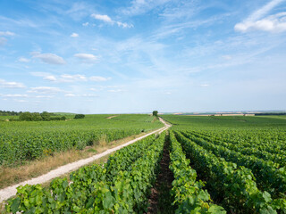 vineyards in the champagne region between reims and epernay in france