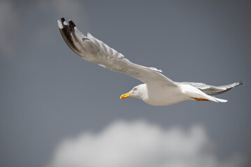 Herring Gull (larus argentatus) flying , side view