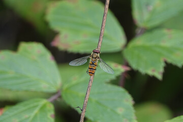 The Marmalade Hoverfly,  Episyrphus balteatus