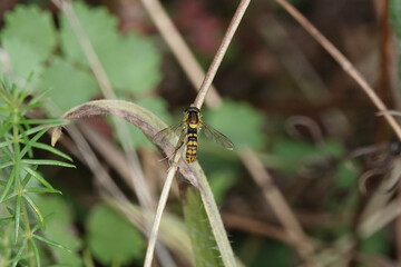 A Globetail hoverfly (Sphaerophoria)