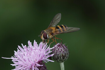 A hoverfly, Epistrophe grossulariae