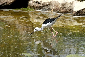 oiseau