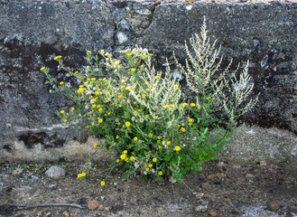 yellow flowers old stone wall in france
