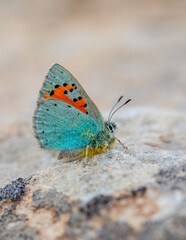 Tiny blue butterfly on lichen rock, Romanoff's Tomares, Tomares romanovi
