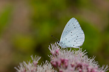 tiny blue butterfly feeding on a flower, Holly Blue, Celastrina argiolus