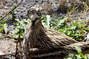 oiseau