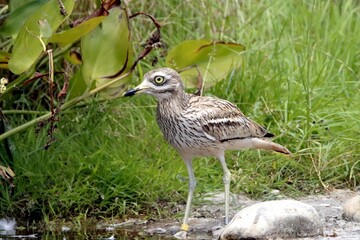 oiseau