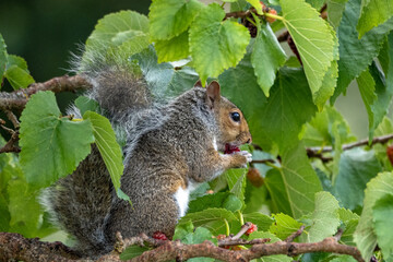 A Grey Squirrel sitting in a tree eating berries