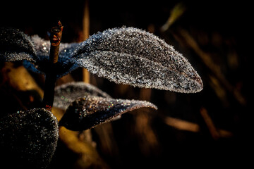 Frozen plants