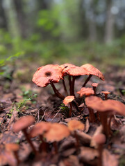 Tiny mushrooms in the Norwegian forest