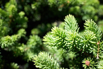 Abies pinsapo or Spanish fir tree in family Pinaceae native to southern Spain and northern Morocco selective focus close up shot.