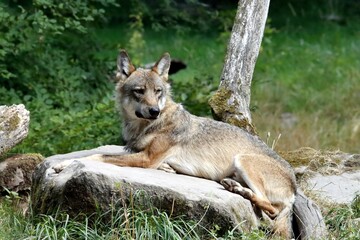 loup