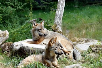loup