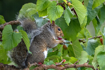 A Grey Squirrel sitting in a tree eating berries