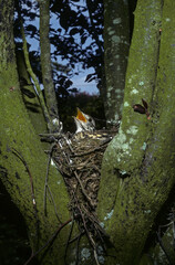 Grive draine, nid, jeune,.Turdus viscivorus, Mistle Thrush