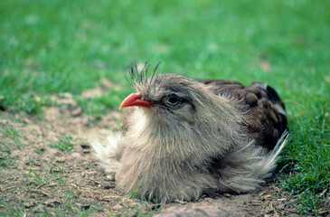 Cariama huppé,.Cariama cristata, Red legged Seriema, Amérique du Sud