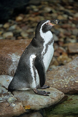 Naklejka premium Manchot de Humboldt,.Spheniscus humboldti, Humboldt Penguin, Argentine