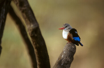Martin chasseur à tête grise,.Halcyon leucocephala, Grey headed Kingfisher