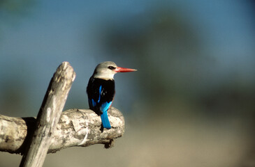 Martin chasseur à tête grise,.Halcyon leucocephala, Grey headed Kingfisher