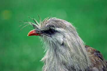 Cariama huppé,.Cariama cristata, Red legged Seriema, Amérique du Sud