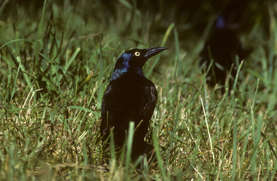 Quiscale bronz&eacute;,.Quiscalus quiscula , Common Grackle