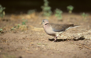 Tourterelle turque,.Streptopelia decaocto,  Eurasian Collared Dove