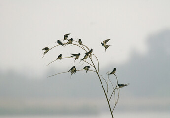 Hirondelle rustique, Hirondelle de cheminée, Hirundo rustica, Barn Swallow © JAG IMAGES