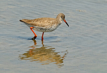 Chevalier gambette,.Tringa totanus, Common Redshank