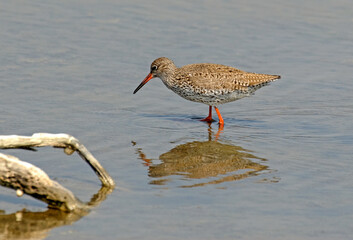 Chevalier gambette,.Tringa totanus, Common Redshank