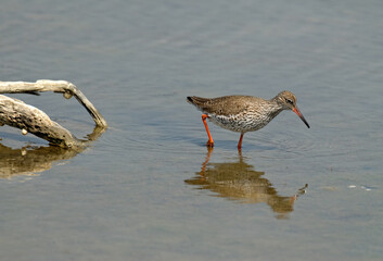 Chevalier gambette,.Tringa totanus, Common Redshank