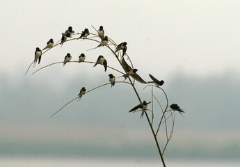 Hirondelle rustique, Hirondelle de cheminée, Hirundo rustica, Barn Swallow © JAG IMAGES