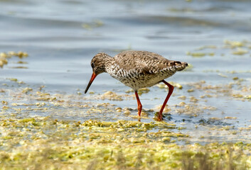 Chevalier gambette,.Tringa totanus, Common Redshank