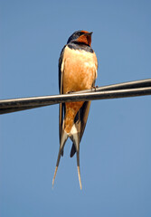 Hirondelle rustique, Hirondelle de cheminée, Hirundo rustica, Barn Swallow © JAG IMAGES