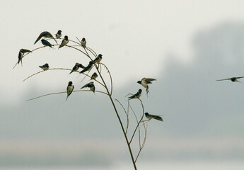 Hirondelle rustique, Hirondelle de cheminée, Hirundo rustica, Barn Swallow © JAG IMAGES