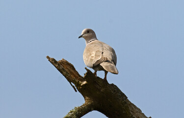 Tourterelle turque,.Streptopelia decaocto,  Eurasian Collared Dove