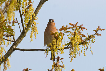Pinson des arbres,.Fringilla coelebs; Common Chaffinch