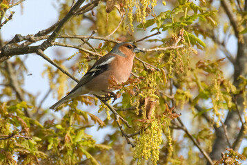 Pinson des arbres,.Fringilla coelebs; Common Chaffinch