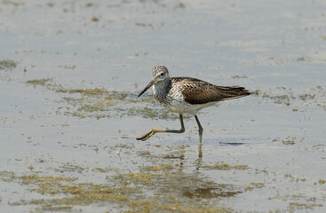 Chevalier aboyeur,.Tringa nebularia; Common Greensh