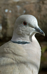 Tourterelle turque,.Streptopelia decaocto,  Eurasian Collared Dove