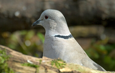 Tourterelle turque,.Streptopelia decaocto,  Eurasian Collared Dove