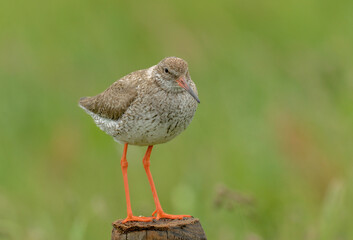 Chevalier gambette,.Tringa totanus, Common Redshank