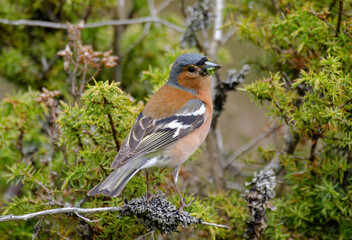 Pinson des arbres,.Fringilla coelebs; Common Chaffinch