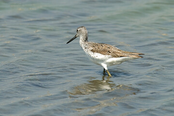 Chevalier aboyeur,.Tringa nebularia; Common Greensh